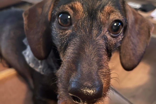 Runaway dog found after owners cut holiday short