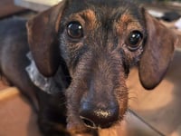 Runaway dog found after owners cut holiday short