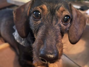 Runaway dog found after owners cut holiday short