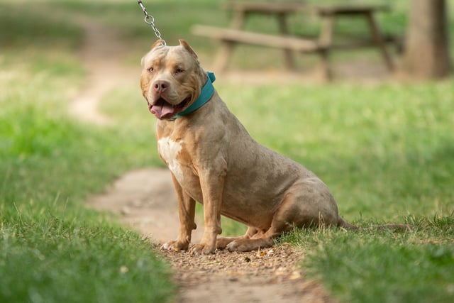 Dangerous dog offences reach new high in Dyfed-Powys