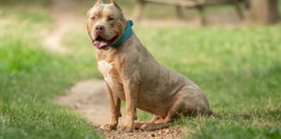 Dangerous dog offences reach new high in Dyfed-Powys