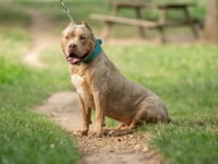 Dangerous dog offences reach new high in Dyfed-Powys