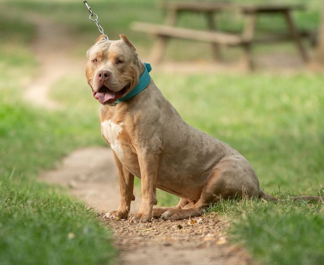 Fine for possession of banned XL Bully dog 