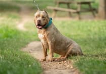 Dangerous dog offences reach new high in Dyfed-Powys