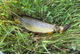 Man fined for unlicensed fishing in river Teifi