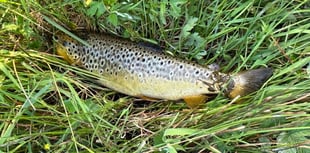 Man fined for unlicensed fishing in river Teifi