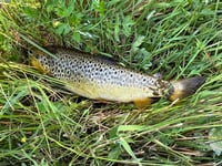 Man fined for unlicensed fishing in river Teifi