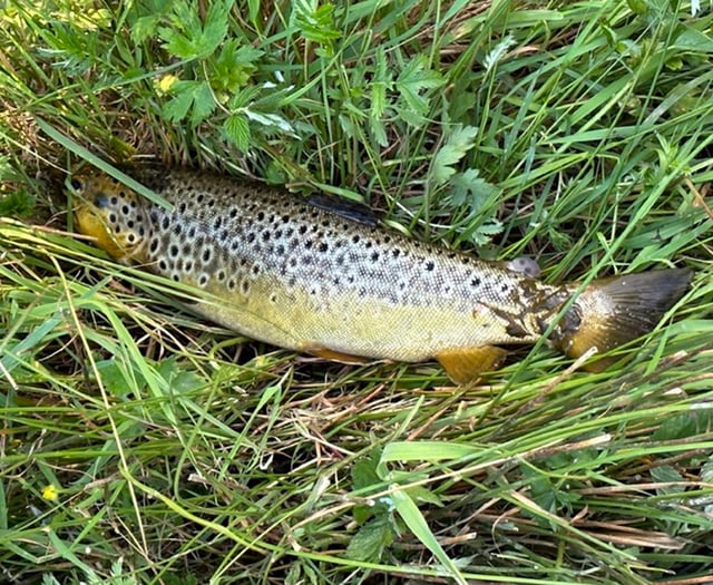 Man fined for unlicensed fishing in river Teifi