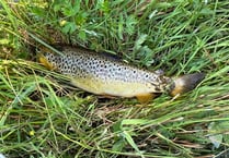 Man fined for unlicensed fishing in river Teifi