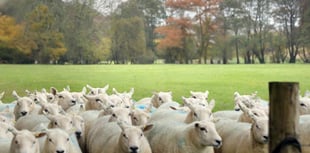 Workshops planned to help farmers prepare for lambing season
