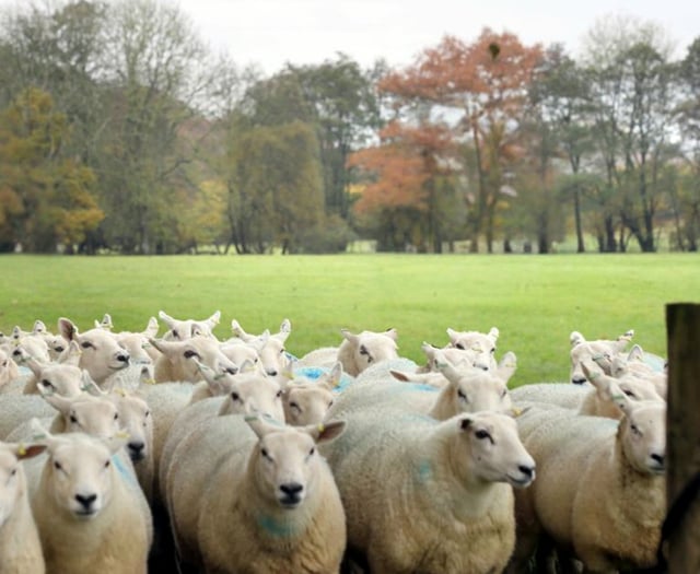 Workshops planned to help farmers prepare for lambing season