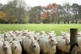 Workshops planned to help farmers prepare for lambing season