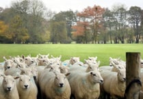 Workshops planned to help farmers prepare for lambing season