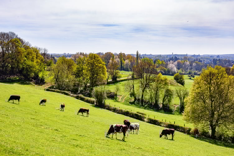 Cows grazing on farm pasture land.
