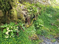 Machynlleth woodland project’s refugee support