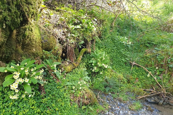 Cambrian Wildwood project in Machynlleth