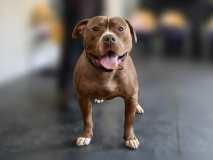 Campsite says XL Bully dogs no longer allowed