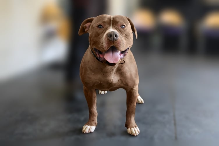 An XL Bully-type dog