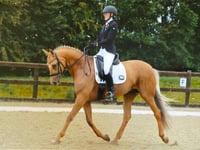 Dressage rider Amy and Perdy ‘honoured’ to represent Wales