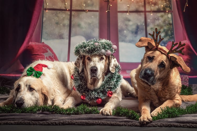Christmas dog
