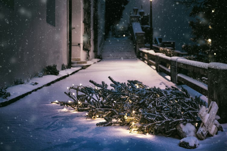 Fallen Christmas tree