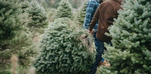 Keep your Christmas tree looking its very best