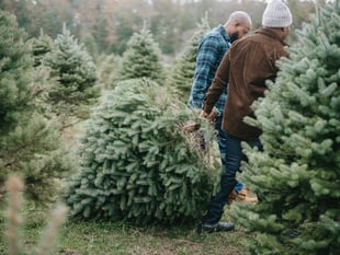 Keep your Christmas tree looking its very best