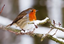 Look out for robin redbreast and help him thrive this winter