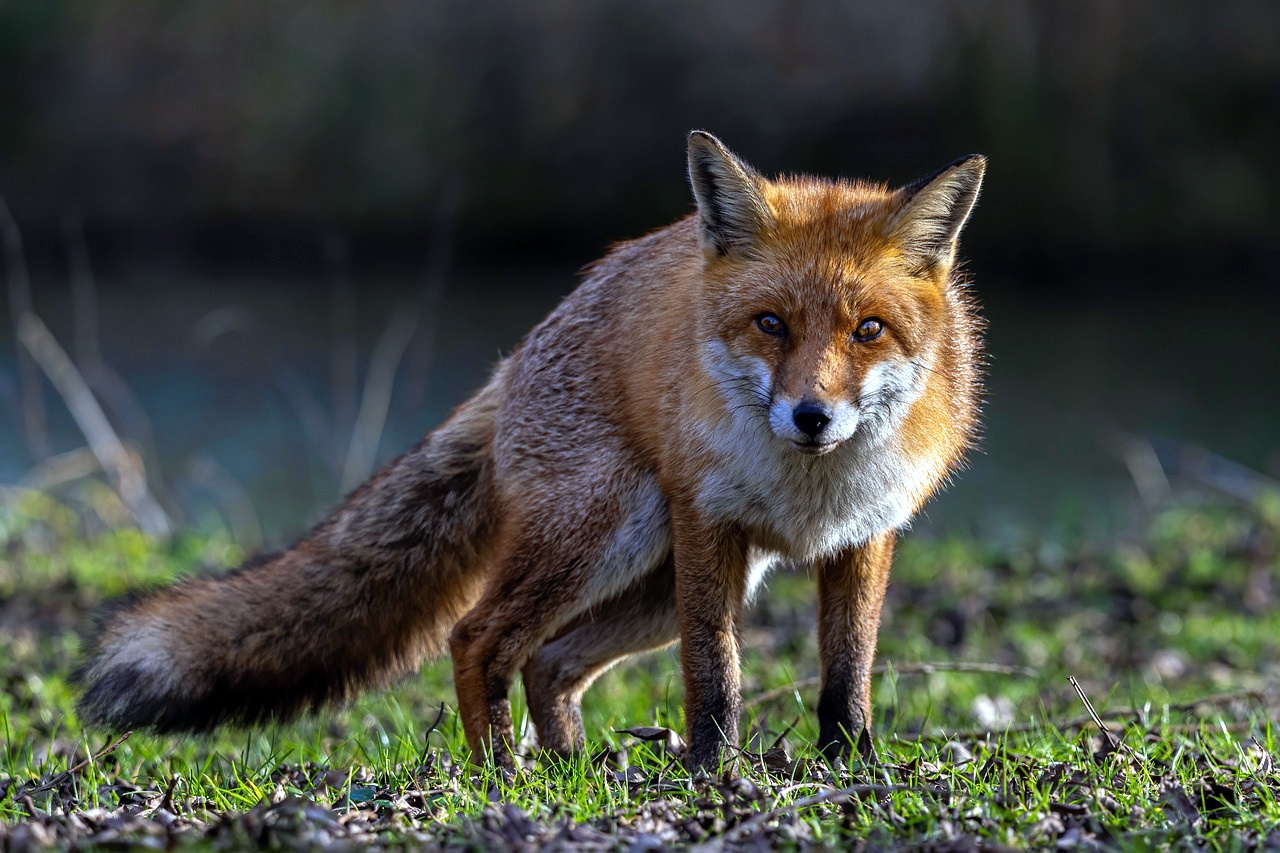 Mid and West Wales MS joins calls for ban on trail hunting