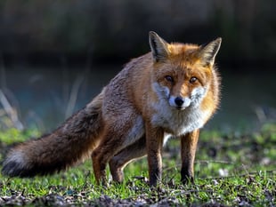 Mid and West Wales MS joins calls for ban on trail hunting