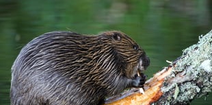 Welsh Beaver Project introduces learning kit for primary schools