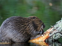 Welsh Beaver Project introduces learning kit for primary schools