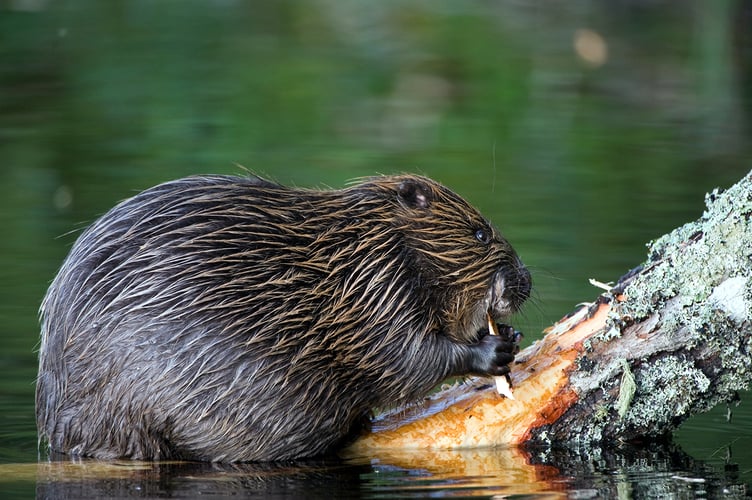 Beaver