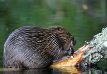 Welsh Beaver Project introduces learning kit for primary schools