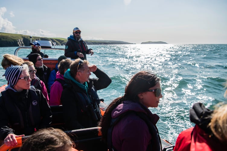 Dolphin watching Cardigan Bay