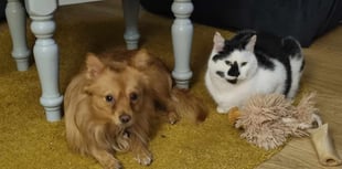 Emotional plea to find cat not seen since bonfire night