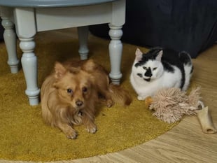 Emotional plea to find cat not seen since bonfire night