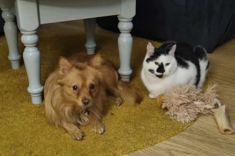 Missing cat
