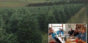 Ceredigion company reveals secrets of growing perfect Christmas tree