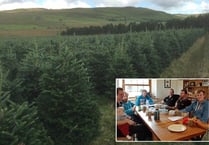 Ceredigion company reveals secrets of growing perfect Christmas tree