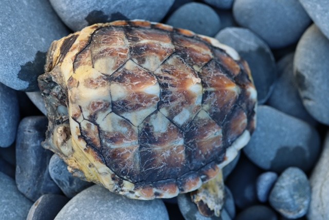 Turtle