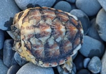 Endangered loggerhead turtle found without head on Aberystwyth beach 