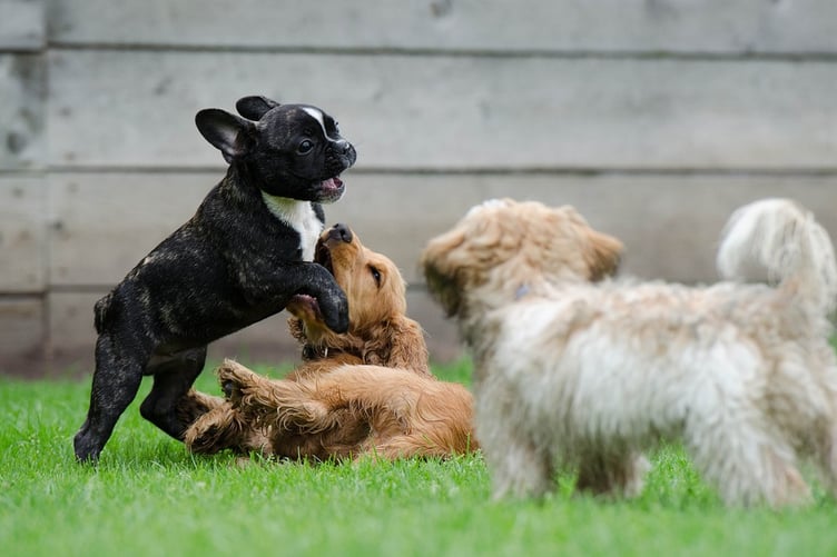 Dog breeding