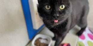 Winter to be ‘bleak’ time for neglected animals