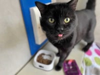Winter to be ‘bleak’ time for neglected animals