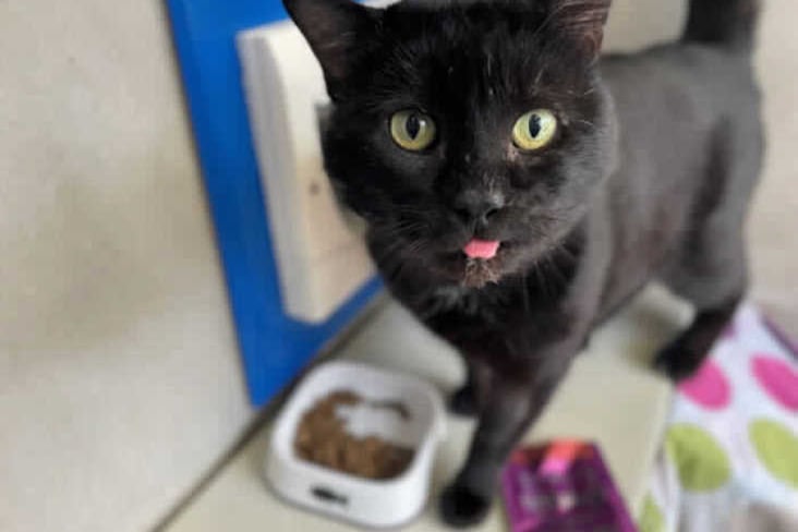Cat RSPCA
