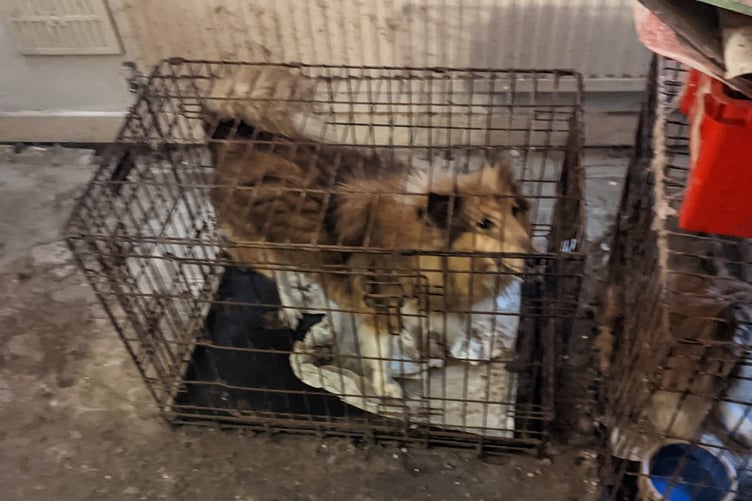 RSPCA