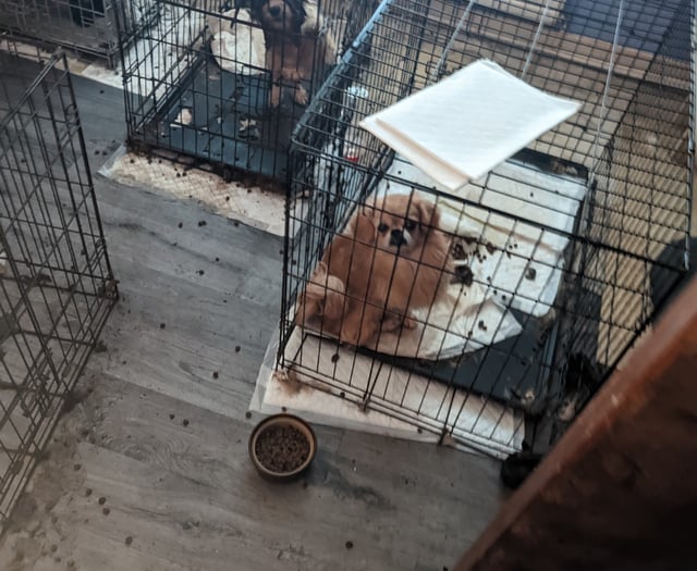 RSPCA officers find 48 neglected dogs in west Wales house of horrors