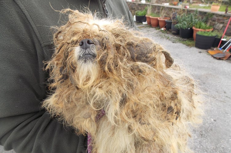 RSPCA case