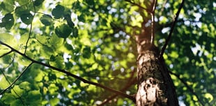 Wildlife Trust praise for 10 per cent tree cover plan